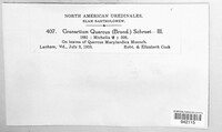 Cronartium quercuum image